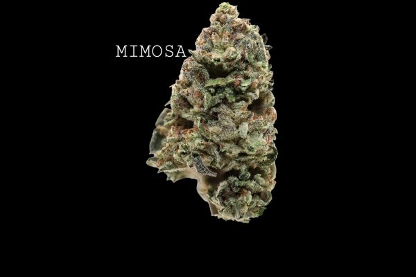 MIMOSA