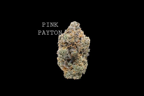 PINK PAYTON