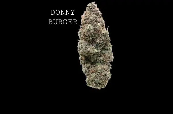 DONNY BURGER