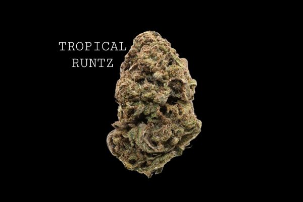 TROPICAL RUNTZ
