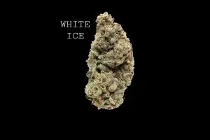 WHITE ICE