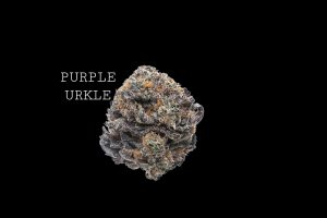 PURPLE URKLE