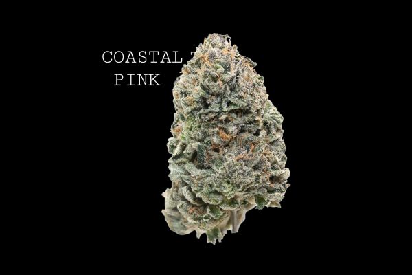 COASTAL PINK