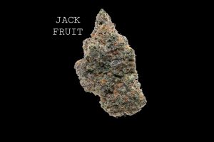 JACK FRUIT