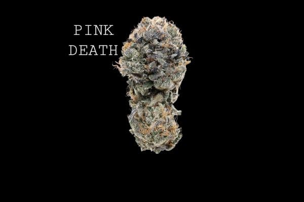 pinkdeath-1 PINK DEATH