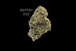 GASTRO POP