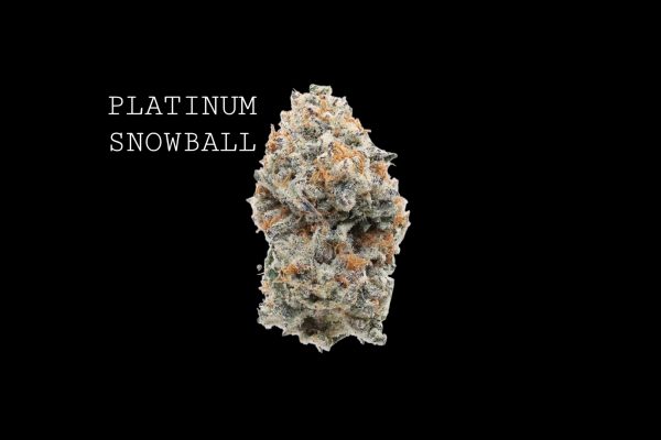 PLATINUM SNOWBALL