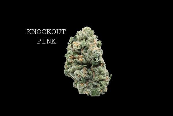 knockoutpink (1) KNOCKOUT PINK