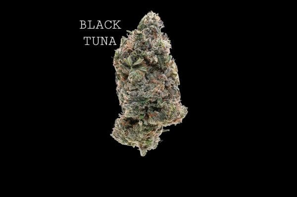black tuna (1) BLACK TUNA