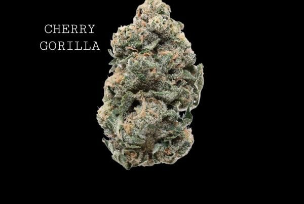cherry (1) (1) CHERRY GORILLA