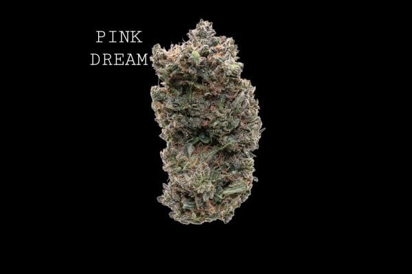 pink dream (1) PINK DREAM
