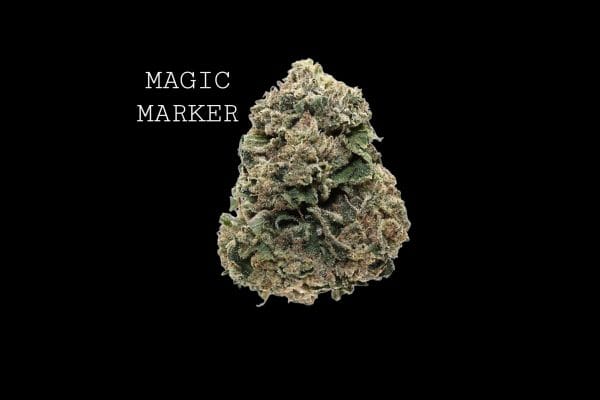 bx1 (1) MAGIC MARKER