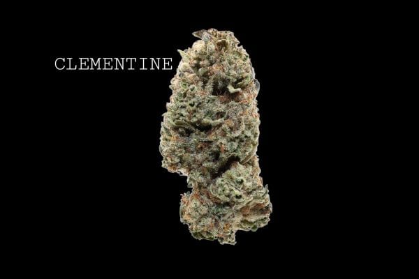 clementine (1) CLEMENTINE