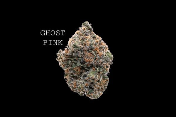 ghost pink (1) GHOST PINK