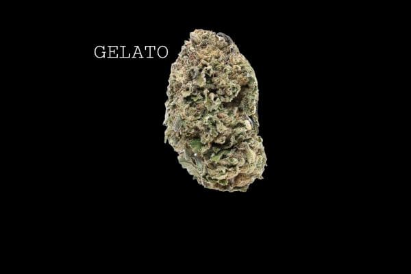 gelatoM (1) GELATO - ON SALE!!!