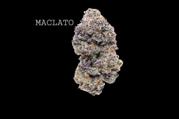 maclato (1) MACLATO