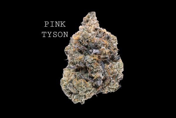 pink tyson (1) PINK TYSON