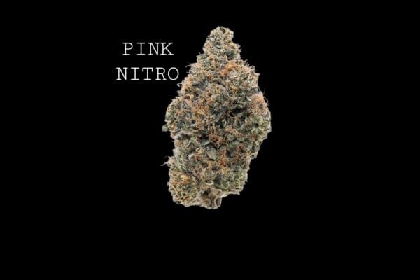 pink-nitro-1 PINK NITRO