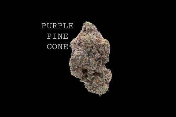 purplepinecone-1 PURPLE PINE CONE