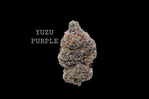 YUZU PURPLE