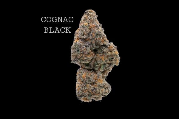 COGNAC BLACK
