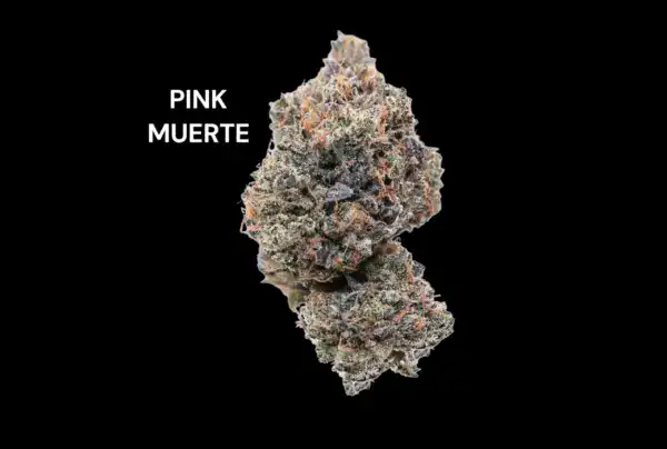 PINK MUERTE (1) AAAA - PINK MUERTE