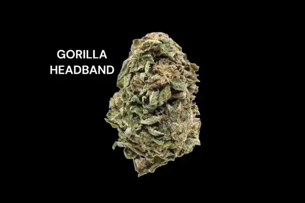 gorilla-headband GORILLA HEADBAND