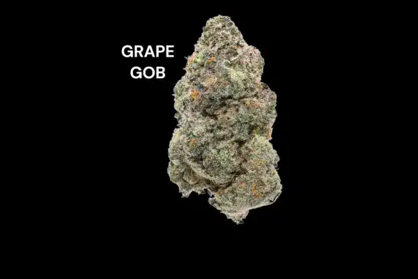grape gob AAA+ - GRAPE GOB