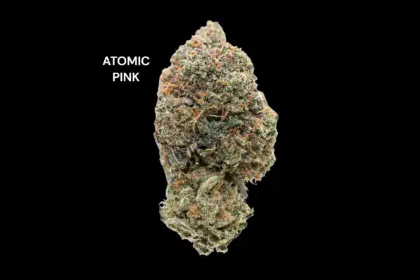 AAAA+ - ATOMIC PINK