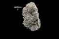 AAAA - GORILLA Z