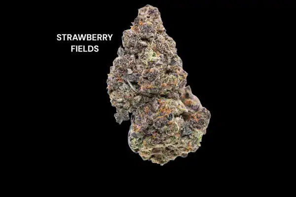 strawberry fields STRAWBERRY FIELD