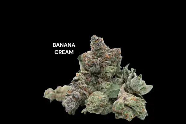 AA+ - BANANA CREAM
