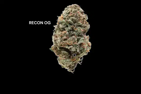 AA+ - RECON OG
