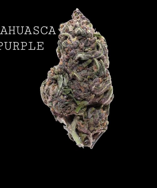 AYAHUASCAPURPLE