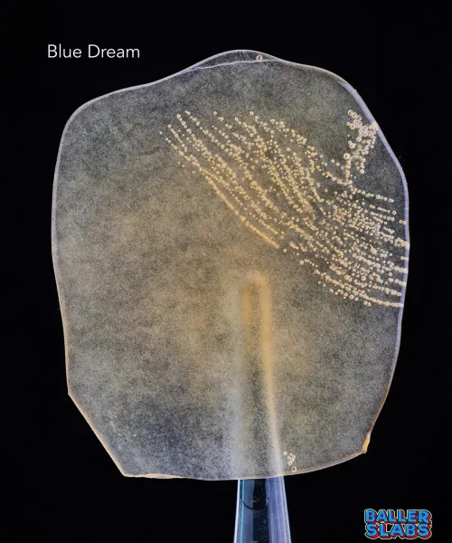 Blue-Dream-CC-250924