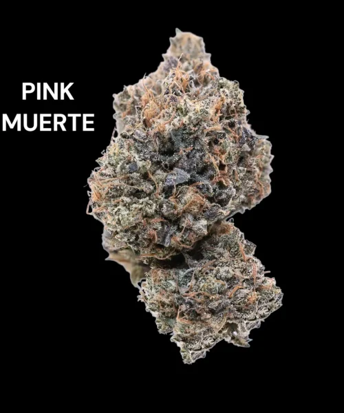 PINK MUERTE (1)