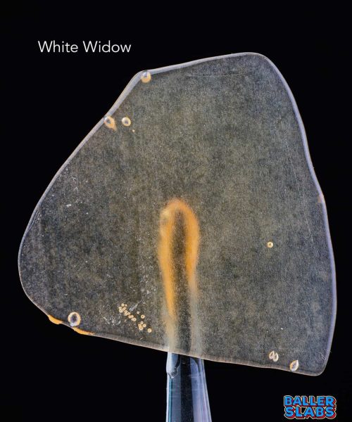White-Widow