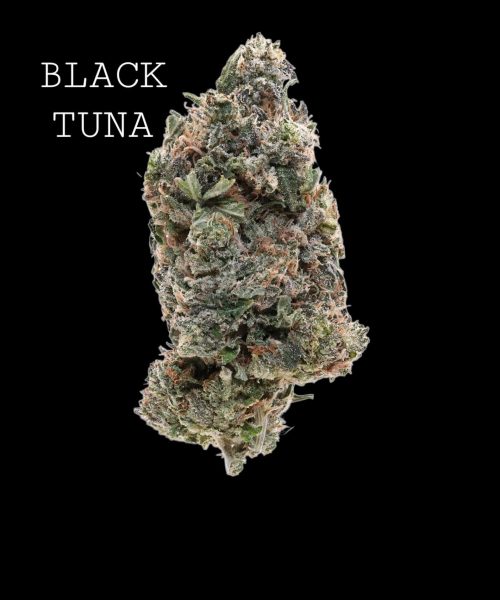 black tuna (1)