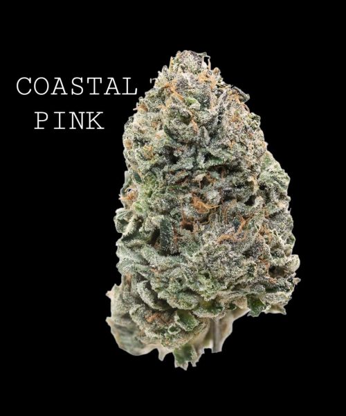 coastal-pink-1
