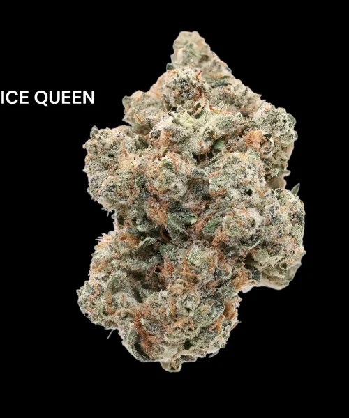 ice queen
