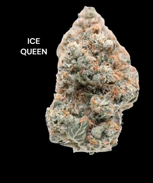icedqueen