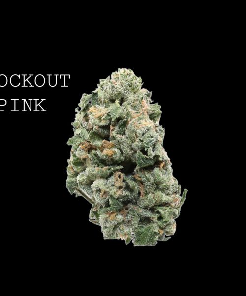 knockoutpink (1)
