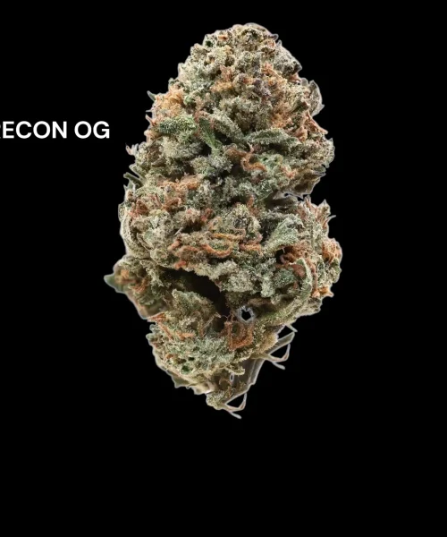 recon.