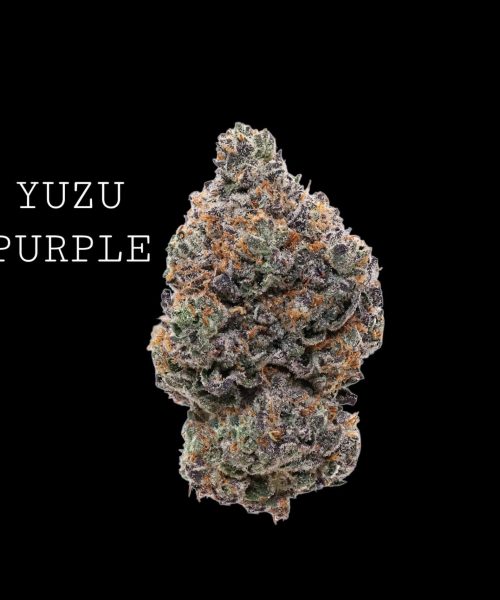 yuzu-purple-1